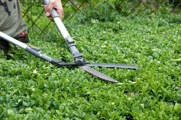 Struiken snoeien in de tuin met grote tuinschaar