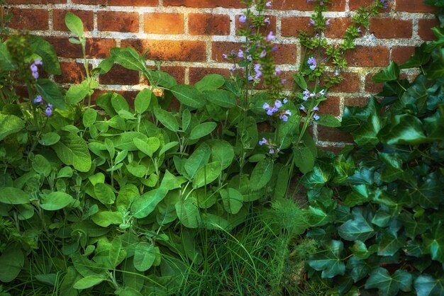 Struiken van altviolen groeien in een groene achtertuin tegen een muur Close-up van prachtige violet bloeiende planten bloeien in een park Bloemen bloeien en ontluiken in de natuur in het voorjaar