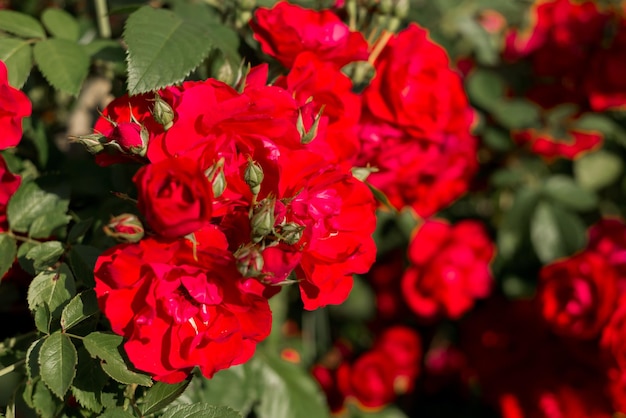 Struiken van heldere rode rozen op een groene achtergrond