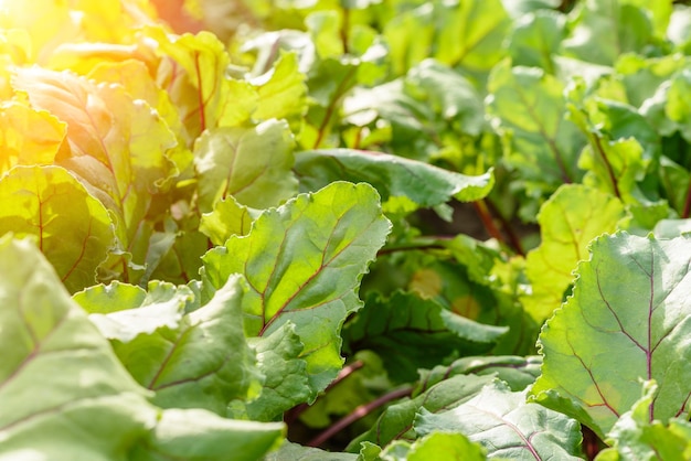 Struiken van rode bieten in de tuin Veel groene struiken met bladeren