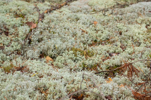 Struikgewas in een dicht bos. Bemoste bosachtergrond. Bos mos. Wild natuur.