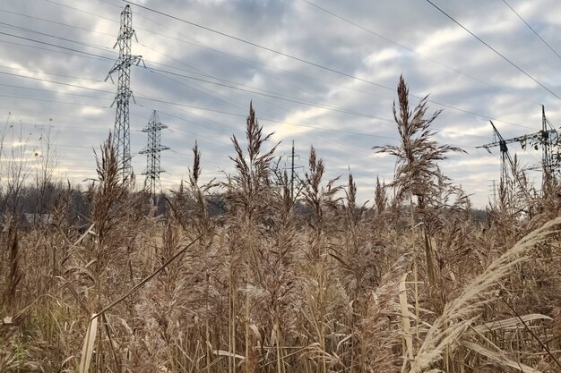 Struikgewas van droog riet met pluizige kwastjes onder de hoogspanningslijn