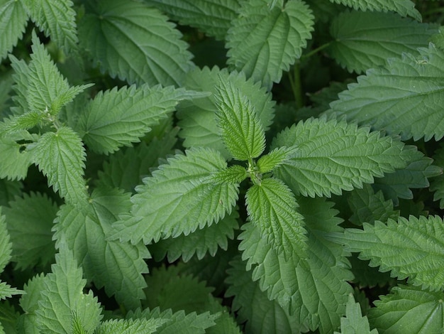 Struikgewas van tweehuizige brandnetel met groene bladeren