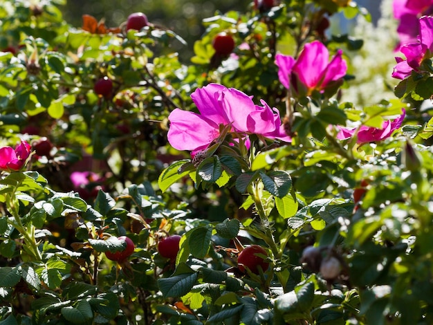 Struikgewas van wilde roos met roze bloem