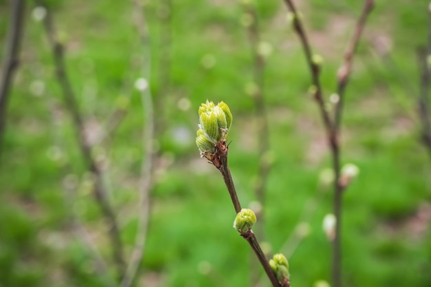 Foto struiktakken met kleine groene bladeren en toppen groene lente achtergrond