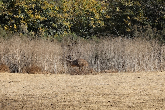 Struisvogel en emoe in Solvang, Californië