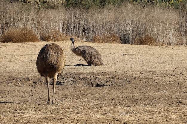 Struisvogel en emoe in Solvang, Californië