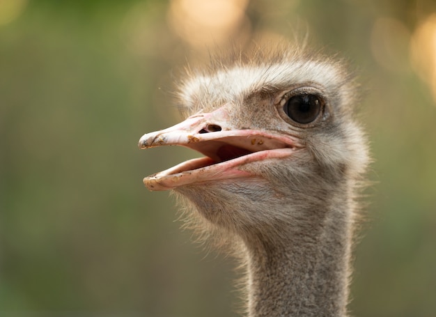 Struisvogel hoofd close-up