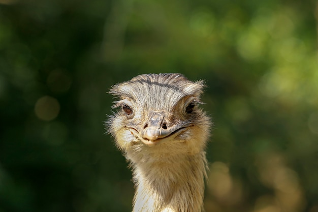 Struisvogel hoofdclose-up