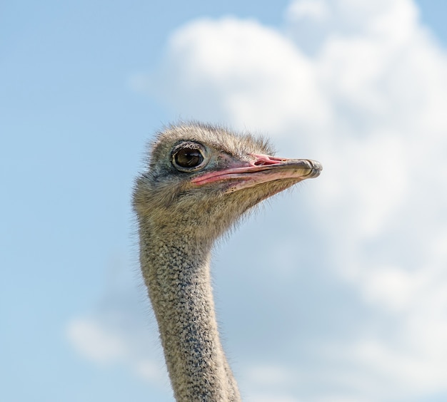 Struisvogel mannelijk hoofd