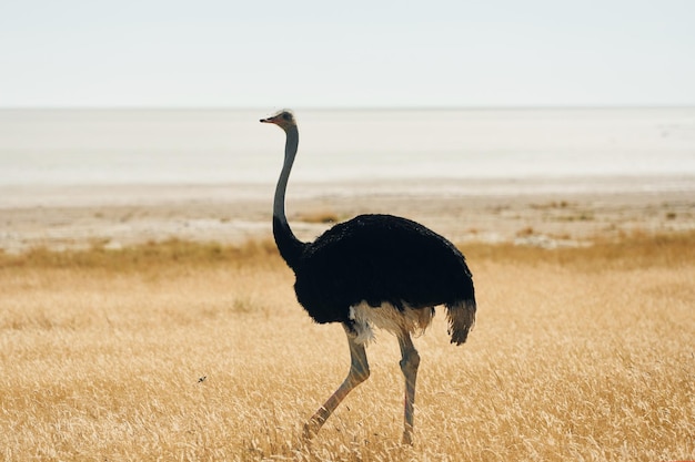 Struisvogel staat buiten in de savanne van Afrika