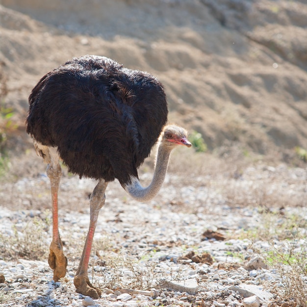 struisvogelvogel wandelen met hoofd en nek naar beneden