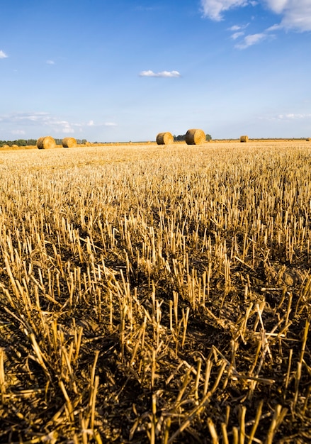 stubble after harvesting crops