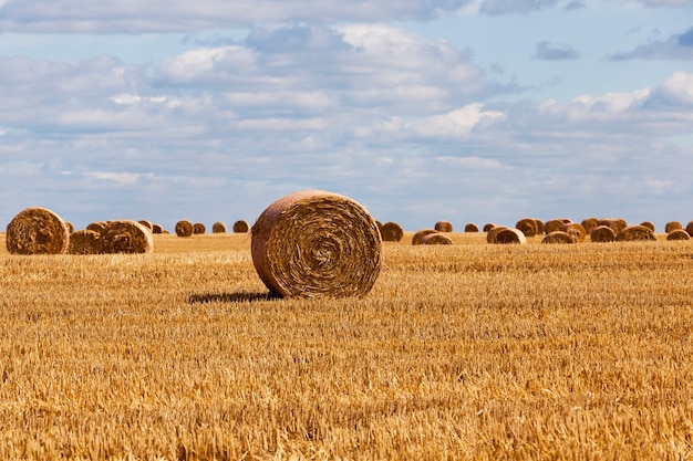 Stubble from rye on a rural field