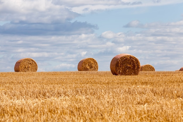 Stubble from rye on a rural field