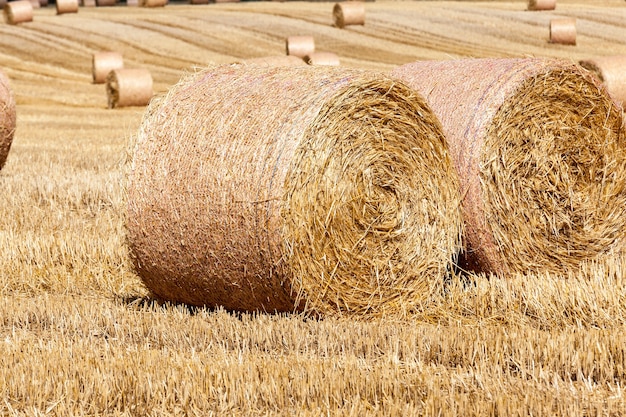 Стерня пшеницы на сельском поле