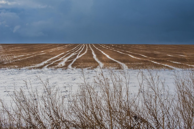 Stubble patterns after it has been harvested with snow and a dark sky