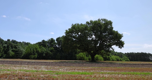 stubble of wheat and one oak with green foliage in a field