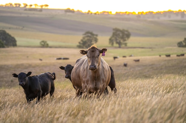 Stud Angus cows in a field free range beef cattle on a farm Portrait of cow close up in summerx9