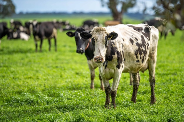 스터드 앵거스 와규 머레이 그레이 유제품과 쇠고기 풀과 목초지에서 풀을 뜯고 있는 소와 황소 동물들은 유기농이며 호주의 농업 농장에서 자유롭게 재배되고 있습니다