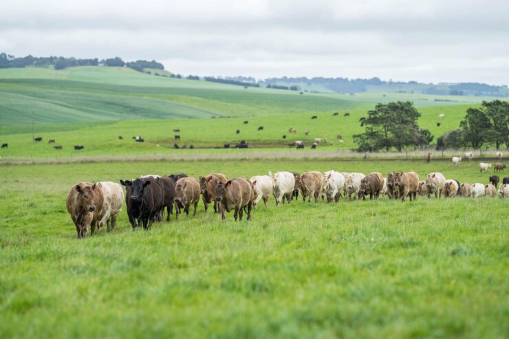 Photo stud beef bulls cows and calves grazing on grass in a field in australia breeds of cattle include speckled park murray grey angus brangus and wagyu on long pasture in spring and summer