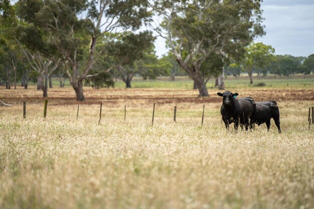 Stud Beef bulls fat cows and calves grazing on grass in a field in Australia breeds of cattle include speckled park murray grey angus brangus and wagyu on long pasture in a dry summer