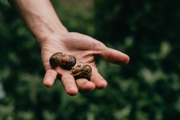 Studie van natuur en milieu en plagen Kleine slak in de hand van een mens