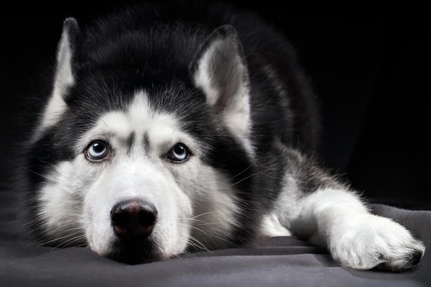 Photo studio art portrait of a beautiful husky dog with blue eyes