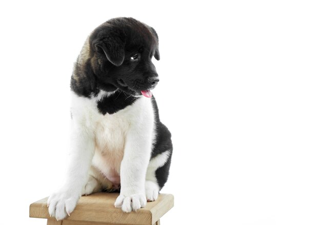 Studio close-up of a little american akita puppy