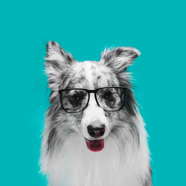 Foto studio die van leuke border collie-hond is ontsproten