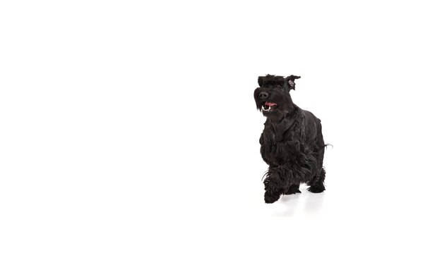 Studio image of beautiful smiling happy black riesenschnauzer dog cheerfully running against white