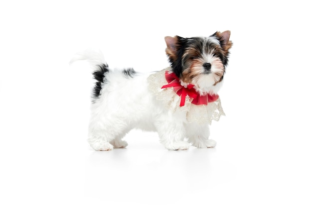 Студийное изображение милого маленького щенка йоркширского терьера, позирующего в красном банте над белым