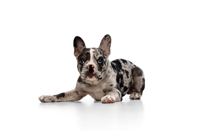 Studio image of french bulldog in spotted color calmly lying and looking at camera over white