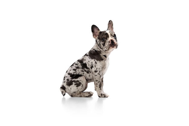 Studio image of purebred french bulldog in spotted color over white background concept of pets