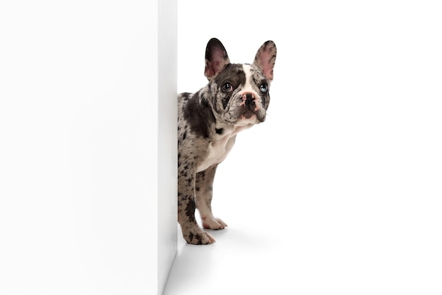 Studio image of purebred french bulldog in spotted color over white background concept of pets