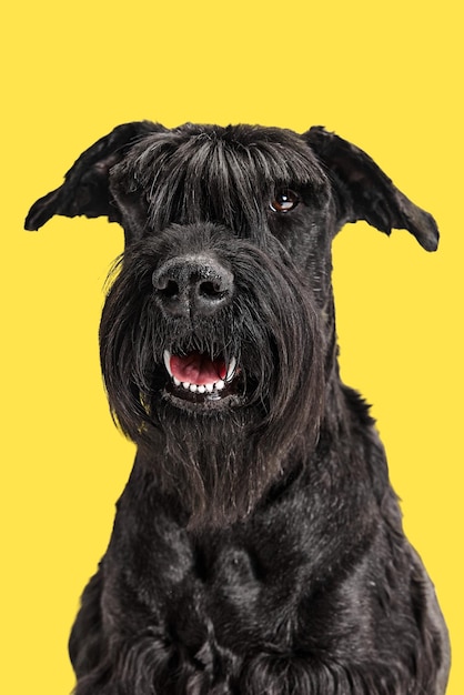 Studio image of serious smart black riesenschnauzer dog sitting and looking at camera against