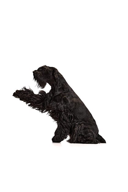 Studio image of smart calm black riesenschnauzer dog sitting and giving paw against white