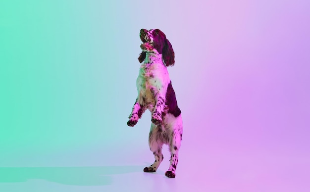 Studio image of smart english springer spaniel dog posing on hind legs over gradient green purple