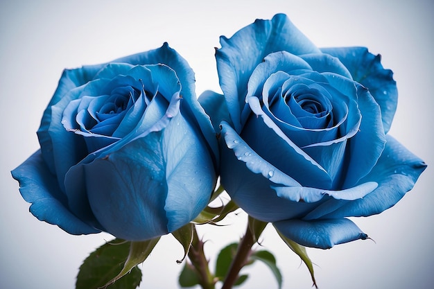 Studio macro image of two blue roses