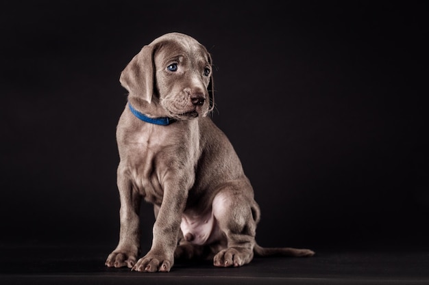 Studio-opname van een schattige Weimaraner-puppy op donkere achtergrond