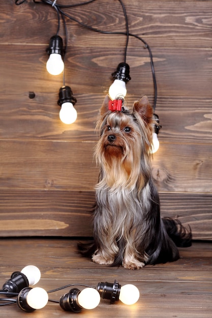 かわいい犬ヨークシャーテリアのスタジオ写真