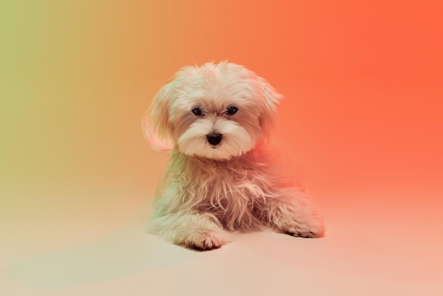 Studio photo of cute white Maltese dog leaning on table isolated over gradient orange background in neon light