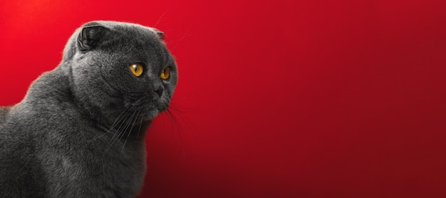 Studio photo of scottish fold cat, portrait of adorable animal, orange eyes, red isolated background, copy space, banner photo