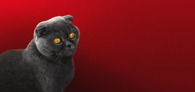 Foto in studio di gatto scottish fold, ritratto di animale adorabile, occhi arancioni, sfondo rosso isolato, spazio copia, foto banner