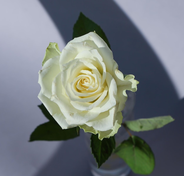 студийное фото белой розы на мягком сером фоне