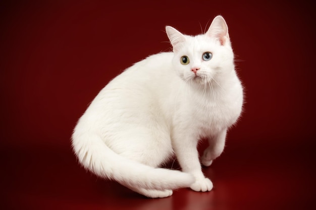 Studio photography of an American shorthair cat on colored backgrounds