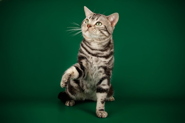 Студийная фотосъемка американской короткошерстной кошки на цветном фоне