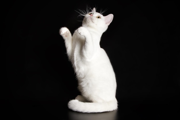 Студийная фотосъемка американской короткошерстной кошки на цветном фоне