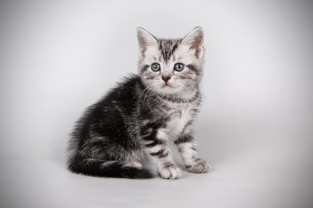 Studio photography of an American shorthair cat on colored backgrounds