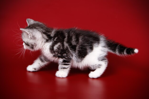 色付きの背景にアメリカンショートヘアの猫のスタジオ撮影